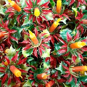 Mini Poinsettia Plastic - Etsy