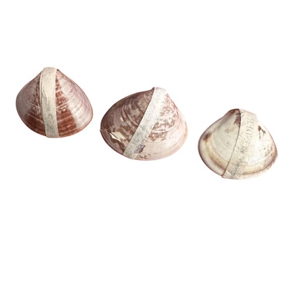 1pc LITTLE WONDER SHELL Tiny Water Flowers in the Shell Novelty