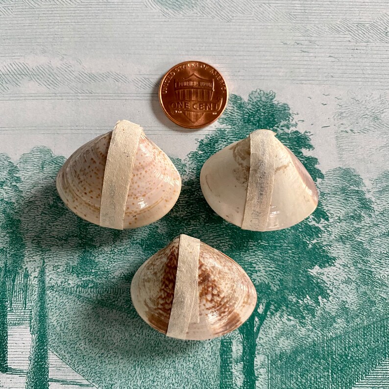 1pc 1950s LITTLE WONDER SHELL Vintage Water Flowers In The Etsy