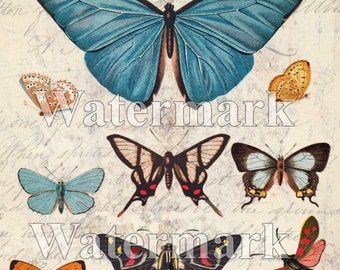 Digital Collage Sheet Butterfly instant Digital Download Printable Art Paper Craft Altered Art Bug illustration Entomology Shabby Chic