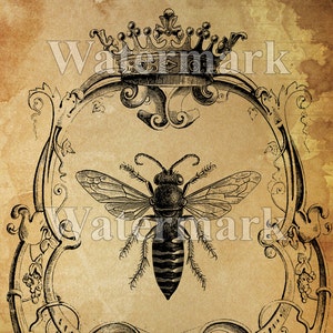 Queen Bee instant Digital Download Printable Bee Art Print Collage Antique Print Transfer Pillow Paper Supply  Save The Bees