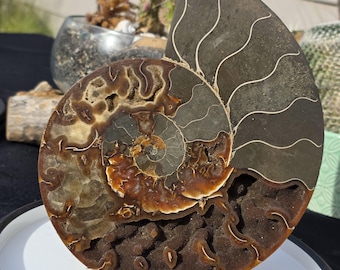 Ammonite Fossil