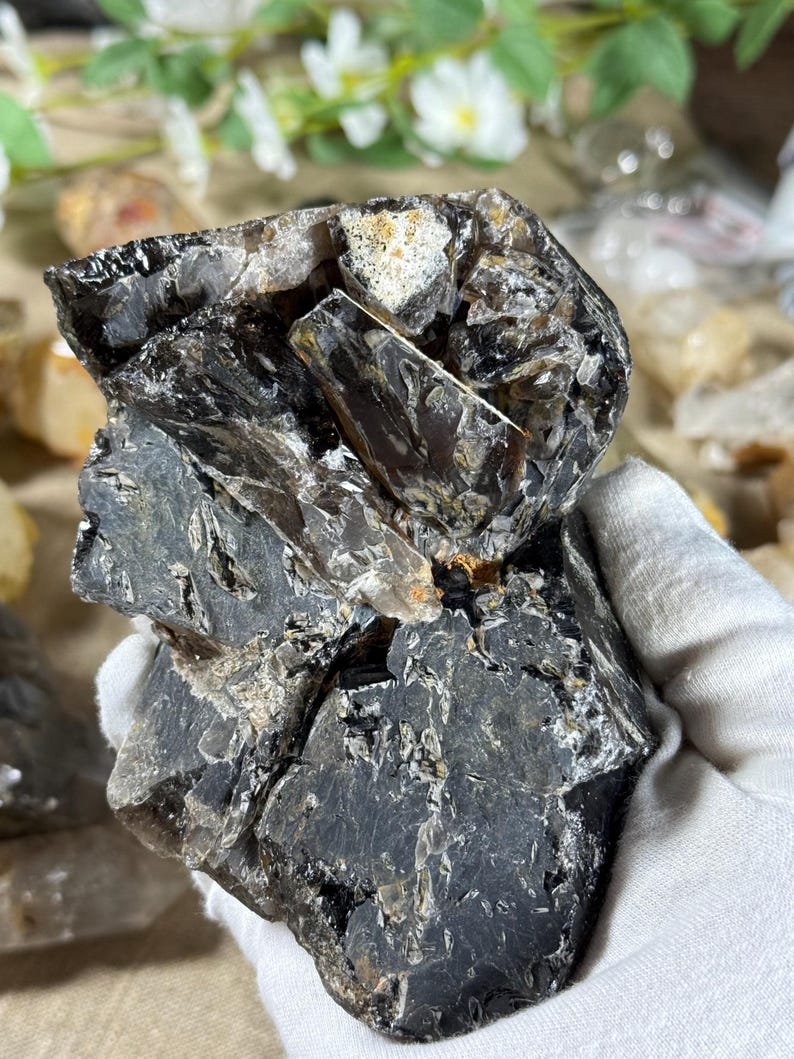 May include: A raw, dark smoky quartz crystal cluster. The crystal has a rough, textured surface with areas of black, brown, and clear quartz. The cluster is held in a white gloved hand, with a blurred background of other crystals and greenery.
