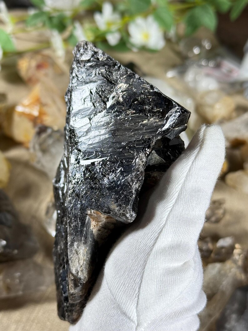 May include: A large, raw black tourmaline crystal with a rough, textured surface. The crystal is held in a white gloved hand, showcasing its natural, irregular shape and dark, reflective appearance. The background is blurred, suggesting a display of other crystals.