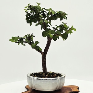 May include: A small jade bonsai tree with thick, woody stems and rounded, fleshy green leaves. The plant is potted in a shallow, white, scalloped ceramic container filled with dark soil and small pebbles, resting on a natural wood slice base.