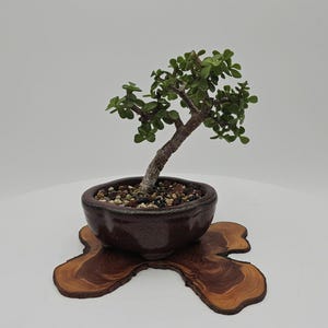 May include: A small jade bonsai tree with thick, woody stems and rounded green leaves, planted in a dark brown, scalloped ceramic pot filled with multi-colored gravel, resting on a natural, irregular wooden slice with visible grain patterns.