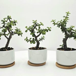 Peut inclure: Trois plantes de jade avec des tiges ligneuses épaisses et de petites feuilles vertes arrondies, chacune plantée dans un pot en céramique cylindrique blanc lisse posé sur une soucoupe en bois clair contre un fond blanc uni.