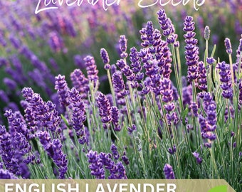 English Lavender Heirloom Herb Seeds