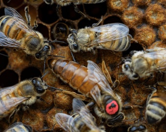 Reine des abeilles de Carniole