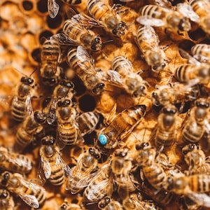 Discover the Resilient Saskatraz Honeybee – Buy Now!Discover the Saskatraz Queen Bee: A Premier Breed for Thriving Apiaries!