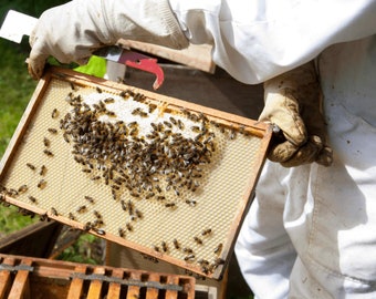 Atelier pratique d'apiculture