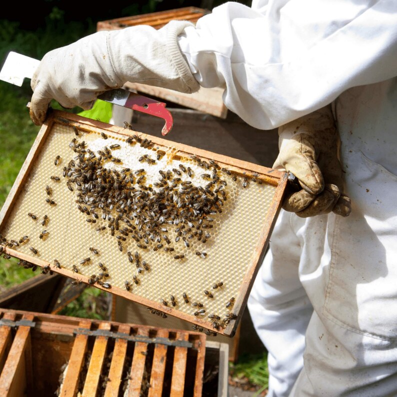 Unlock Beekeeping Mastery: Hands-On Workshop Await! 🐝