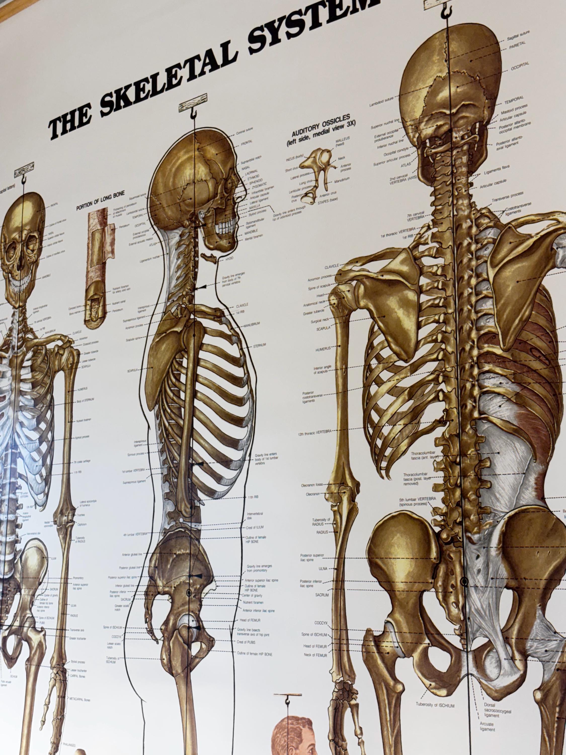 Vintage Skeletal System Anatomy Chart Pull Down Medical Poster Human ...