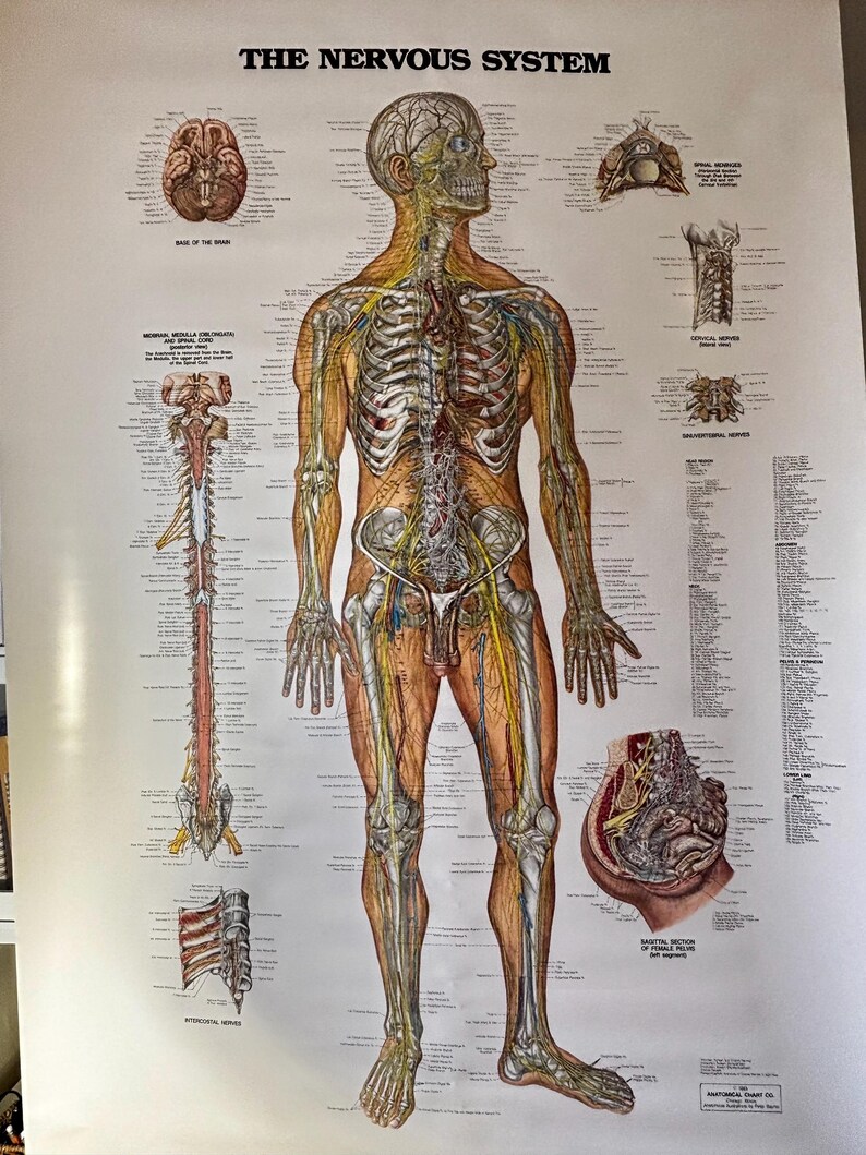 Vintage Nervous System Anatomy Chart Medical School Poster Pull Down ...
