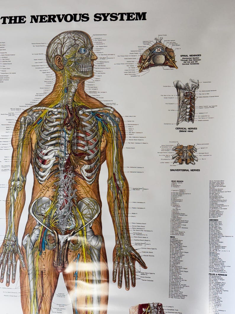 Vintage Nervous System Anatomy Chart Medical School Poster Pull Down ...