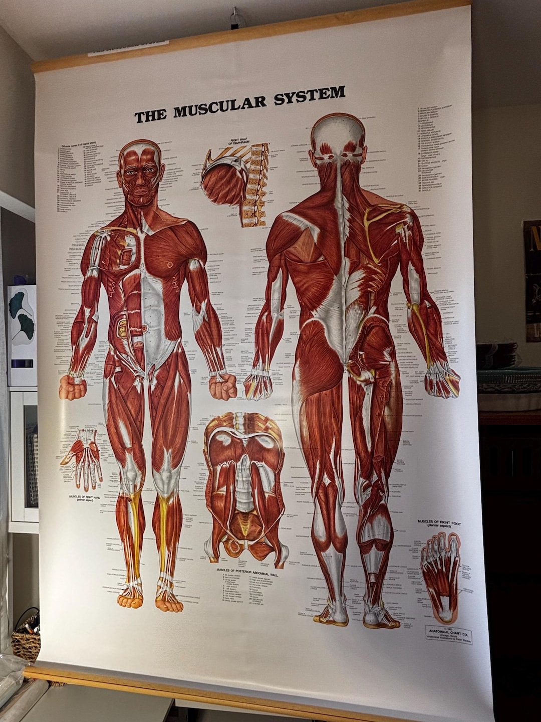 Vintage Muscular System Anatomy Chart Pull Down Medical Poster Human ...