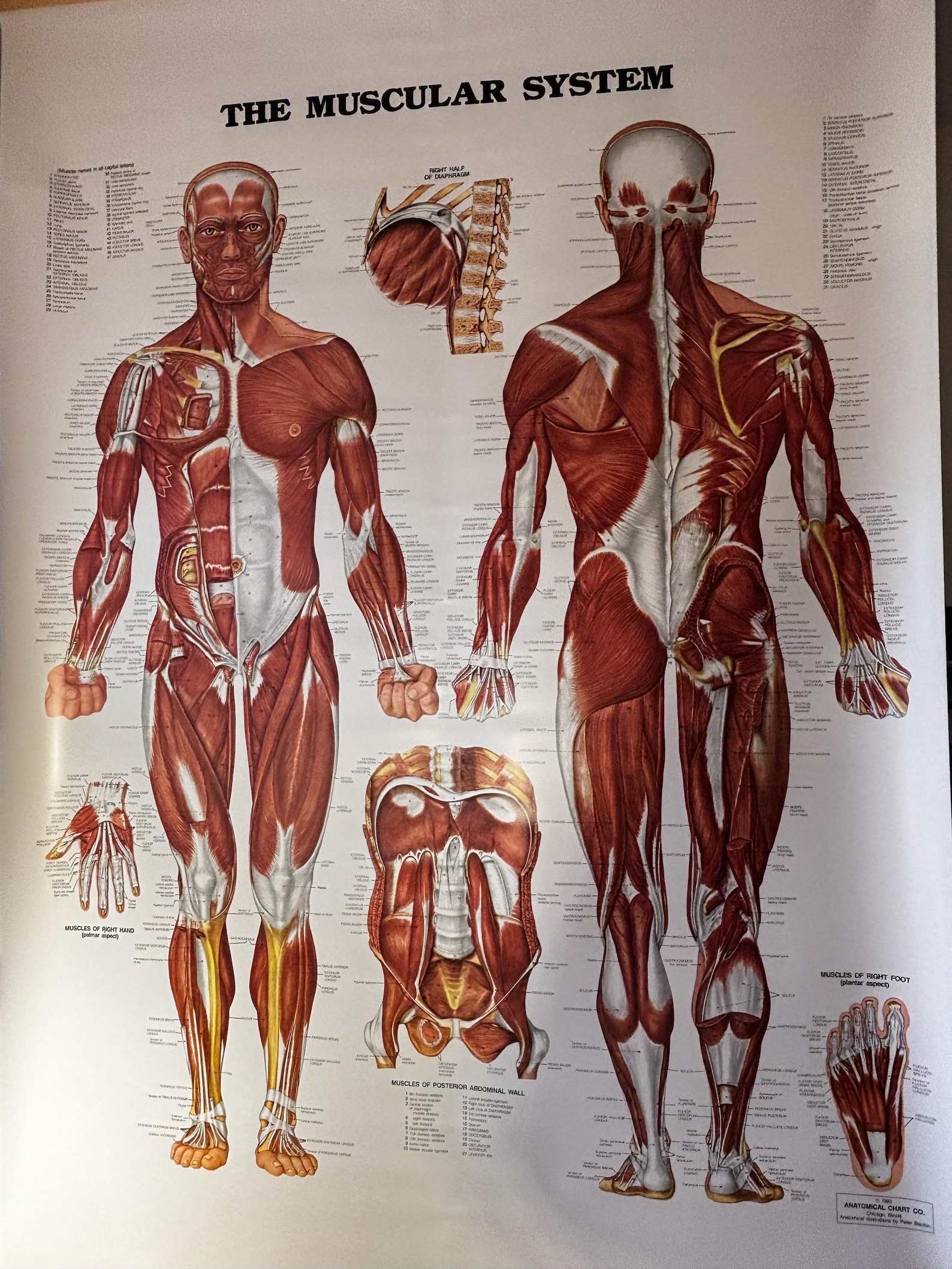 Vintage Muscular System Anatomy Chart Pull Down Medical Poster Human ...