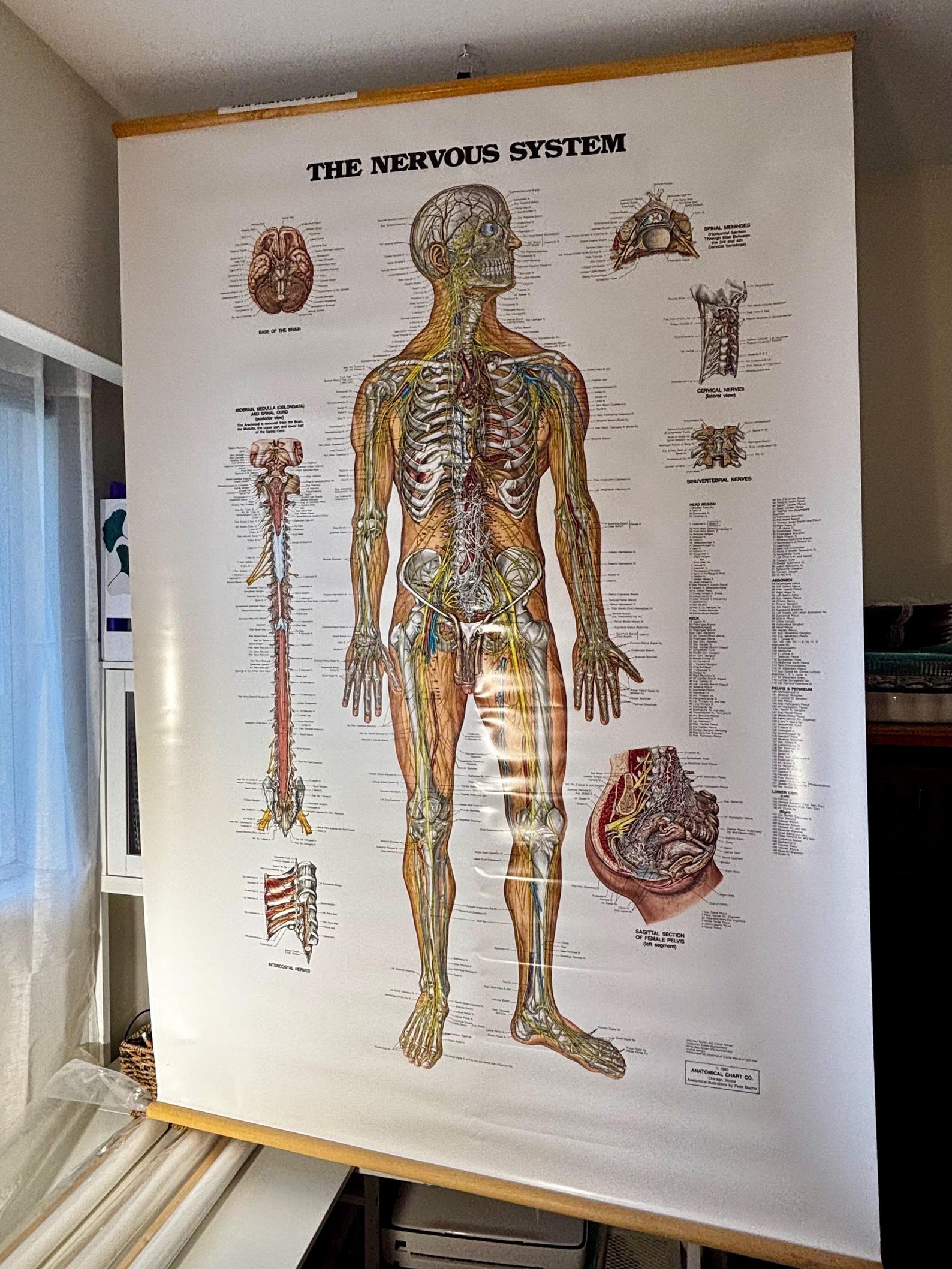 Vintage Nervous System Anatomy Chart Medical School Poster Pull Down ...