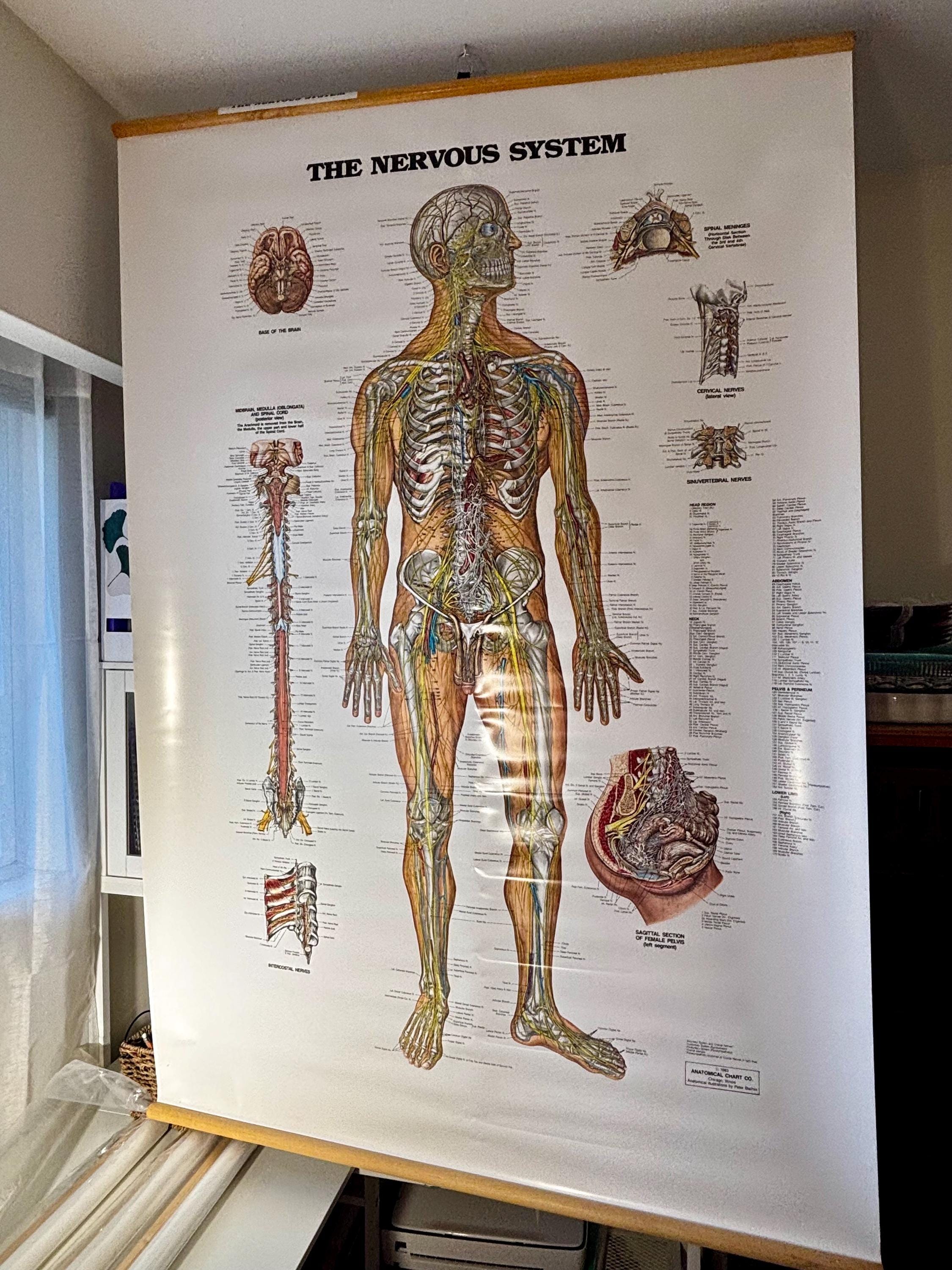 Vintage Nervous System Anatomy Chart Medical School Poster Pull Down ...