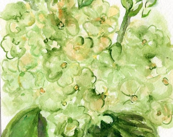 Original Lime Green Hydrangeas watercolor painting,  5 x 7