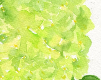 Hydrangea watercolor painting  original 4 x 6  Lime Green flower art,  floral