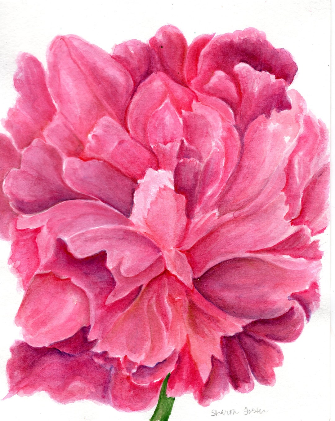 Original Pink Peony Watercolor Painting - 8x10 Floral Wall Art Decor ...