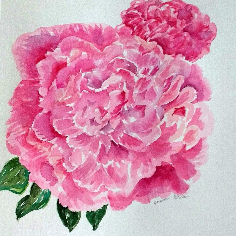 Peonies watercolor painting 10 x 10 Pink Peony watercolor art, watercolor flowers image 1