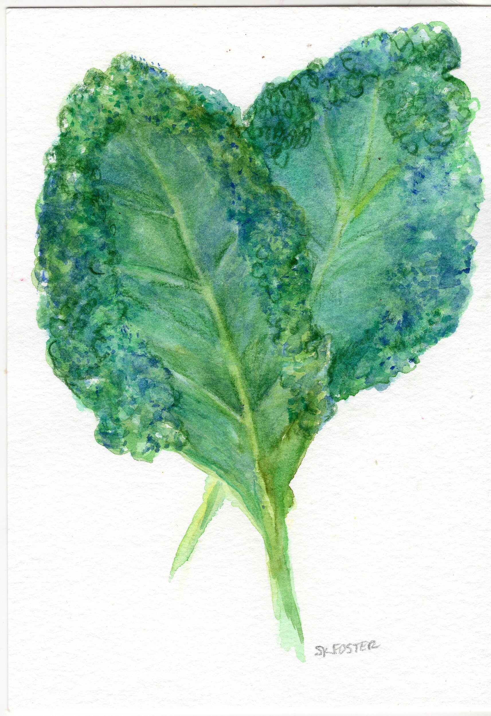 Curly kale original watercolor paintingoriginal kitchen art Etsy