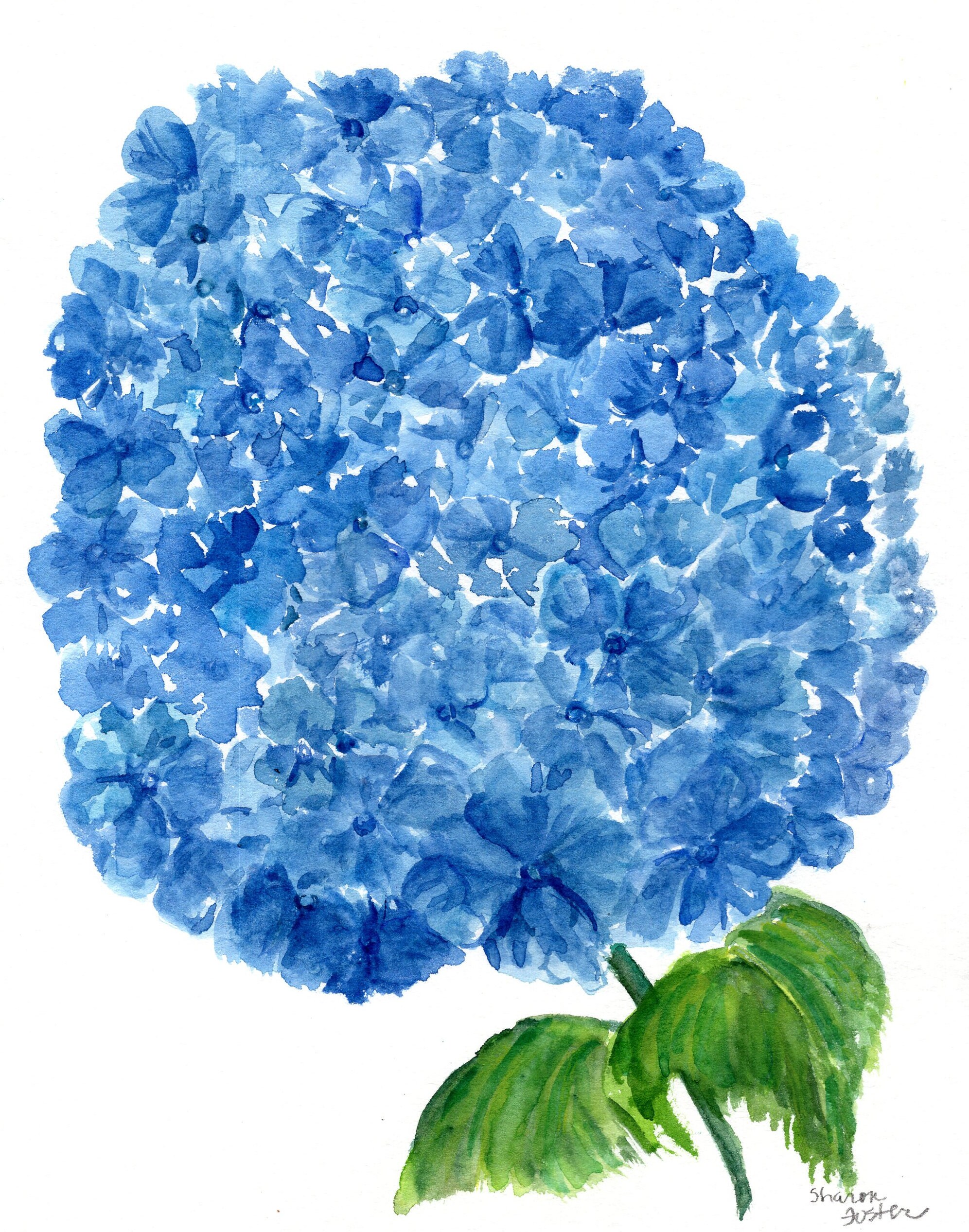 Blue Hydrangea Original Watercolor Painting 8 X 10, Blue