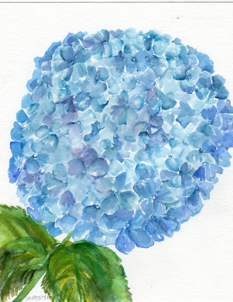 blue hydrangea paint by number