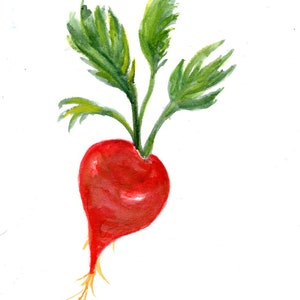 Original  Red Radish Painting watercolor, Vegetable kitchen wall art  5 x 7,