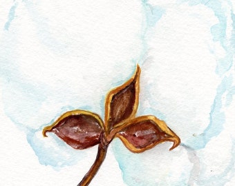 Original Cotton Boll watercolor painting, Small Botanical Art, 5 x 7