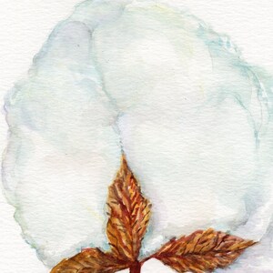 Original Cotton Boll watercolor painting 5 x 7 Botanical Art, watercolor of cotton boll, home ,