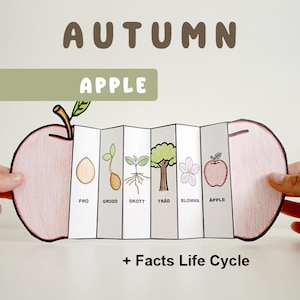 May include: A colorful apple life cycle chart with illustrations of a seed, sprout, sapling, tree, flower, and apple. The chart is labeled in Swedish with the words "frö", "grodd", "skott", "träd", "blomma", and "äpple". The chart is titled "AUTUMN APPLE + Facts Life Cycle".