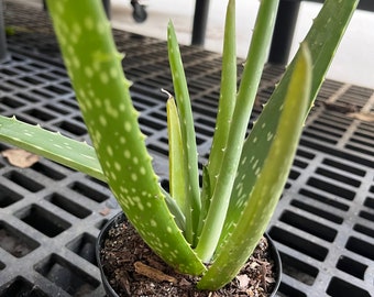 Aloe Vera 4" starter planting