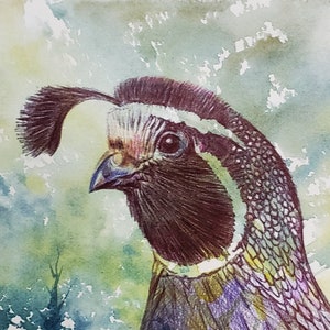 Wachteln Aquarell und Kugelschreiber Tuschemalerei auf Aquarellpapier