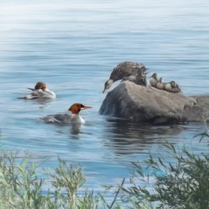 Mallard and ducklings art print - Common Merganser art -  Duck Giclee on Archival Paper or Canvas, Lake Michigan ducks digital oil painting