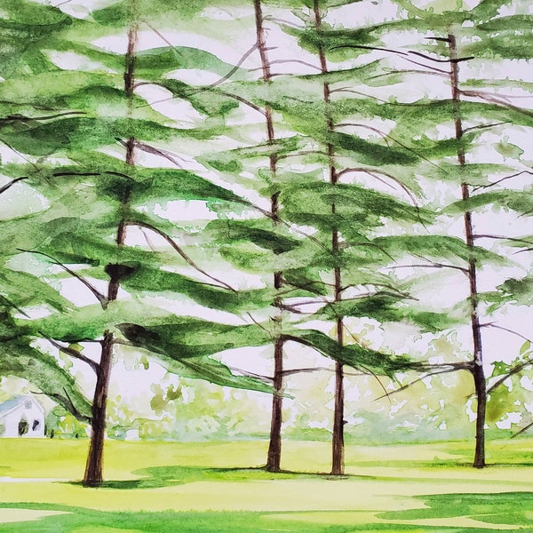 Curtis Park, Petoskey Pine trees original watercolor painting, Michigan landscape painting, Michigan trees artwork