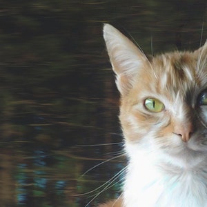 May include: A close-up of a ginger and white cat with green eyes. The cat is looking directly at the camera. The background is blurred and out of focus.