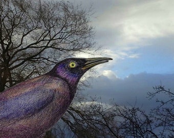 Grackle Fine art Print, Grackle artwork, Mixed media print on archival paper combining ball point pen drawing and photography