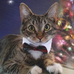 Op de afbeelding: Een tabbykat met een witte kraag met een rood-groene geruite strik. De kat ligt met zijn poten voor zich. De kat ligt voor een kerstboom met kleurrijke ornamenten en lampjes.