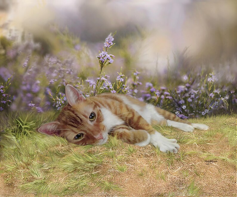 K&ouml;nnte beinhalten: Eine rot-wei&szlig;e Katze liegt auf dem Gras, umgeben von lila Blumen. Die Katze blickt den Betrachter mit ihren gr&uuml;nen Augen an. Die Szene hat eine weiche, vertr&auml;umte Qualit&auml;t mit einem verschwommenen Hintergrund aus mehr Blumen und Bl&auml;ttern.