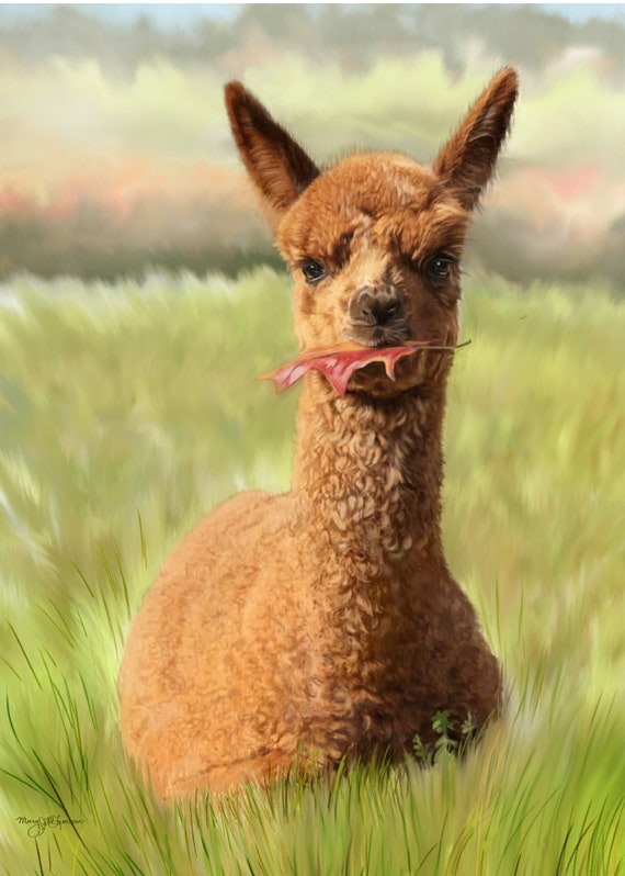 Playful Cria Baby Llama Alpaca Vicuña or Guanaco Greeting - Etsy