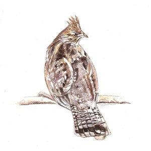 Grouse Art Ruffed Grouse  Game Bird Watercolor Print Home Decor