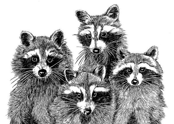 racoon