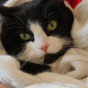 K&ouml;nnte beinhalten: Eine schwarz-wei&szlig;e Katze mit gr&uuml;nen Augen liegt in einer wei&szlig;en Strickdecke. Das Gesicht der Katze ist &uuml;berwiegend wei&szlig; mit schwarzen Markierungen um die Augen und auf dem Kopf. Die Katze hat eine rosa Nase.