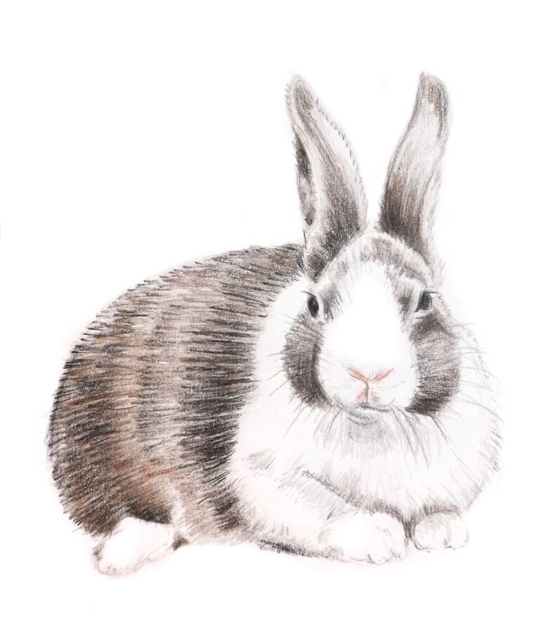 Rabbit Drawing Art Original Colored Pencil Bunny Brown and | Etsy