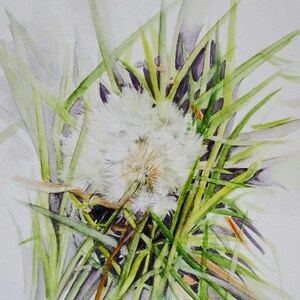 Dandelion seed head  original watercolor painting by artist Mary Jill Lemieur. Dandelion flower original artwork
