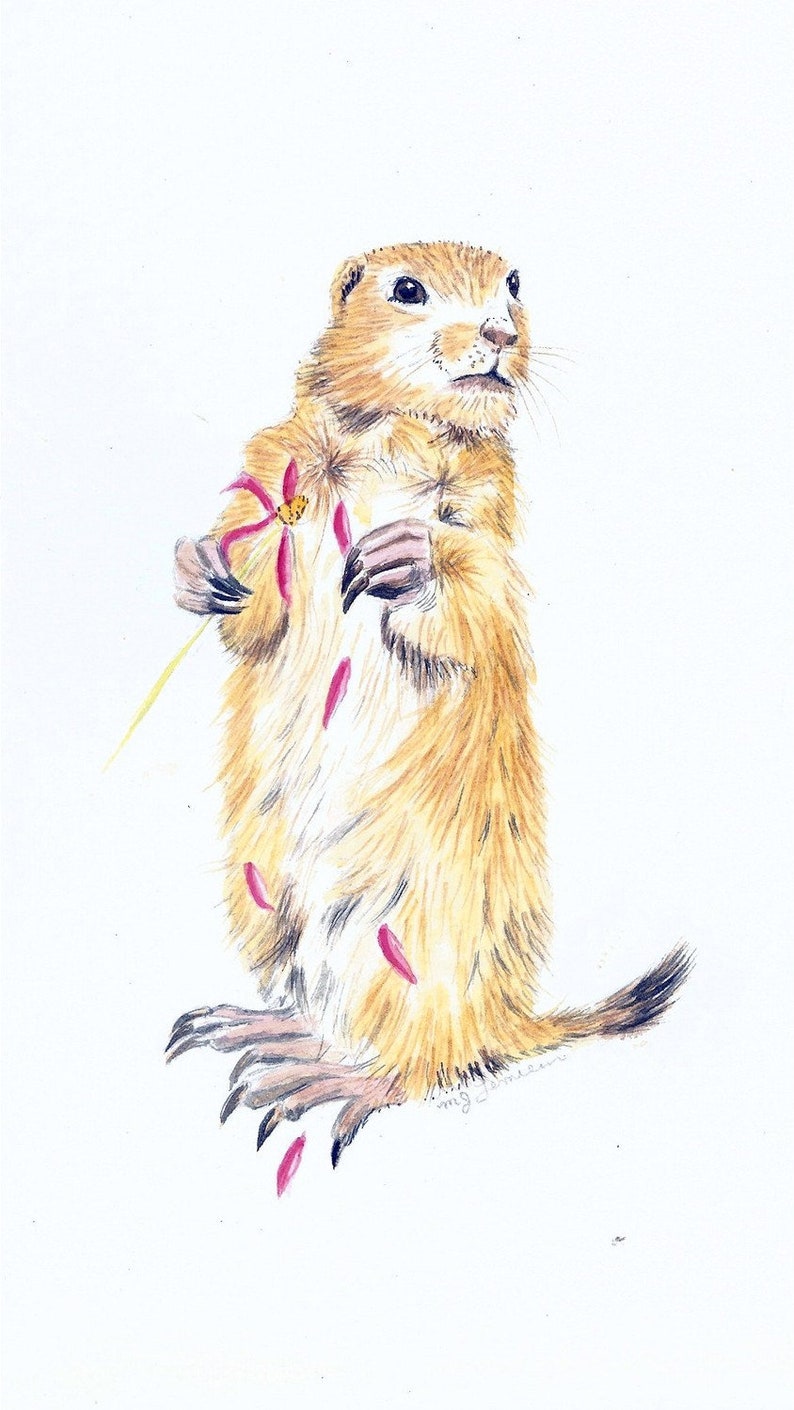Ground Hogs Day Greeting Card groundhog loves me loves me not art whistle pig prairie dog valentine image 1