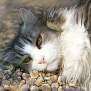 Op de afbeelding: Een grijs-witte kat met groene ogen ligt op een bed van kleine, grijze stenen. De vacht van de kat is nat en hij lijkt te rusten.